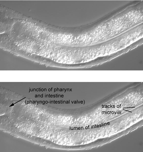 Parallel tracks of the intestinal microvilli in the central focal plane figure 37