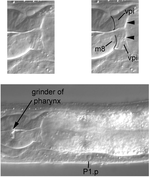 Several vpi nuclei in the pharyngo-intestinal valve figure 38