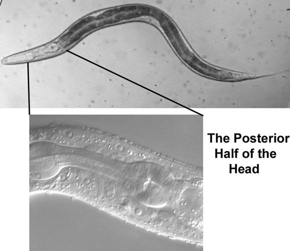 Normaski figure 39