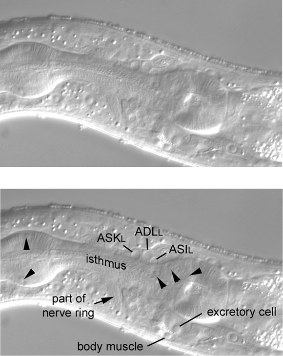 Slightly left, an arc formed by the nuclei of three of the amphid neurons figure 43