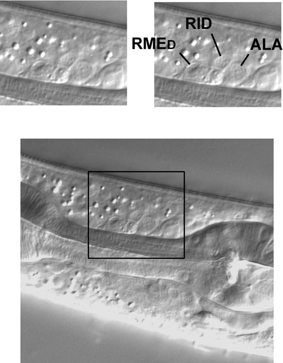 Three neuronal nuclei from ABa in the central focal plane dorsal of the pharyngeal isthmus figure 47