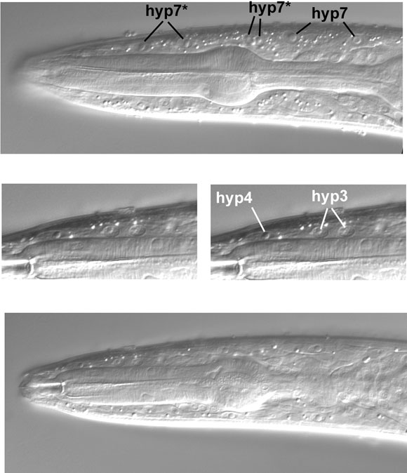 Dorsal hypodermal nuclei in the central focal plane figure 50