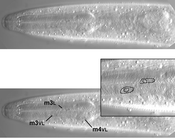 A few of the left lateral nuclei of the pharynx figure 53