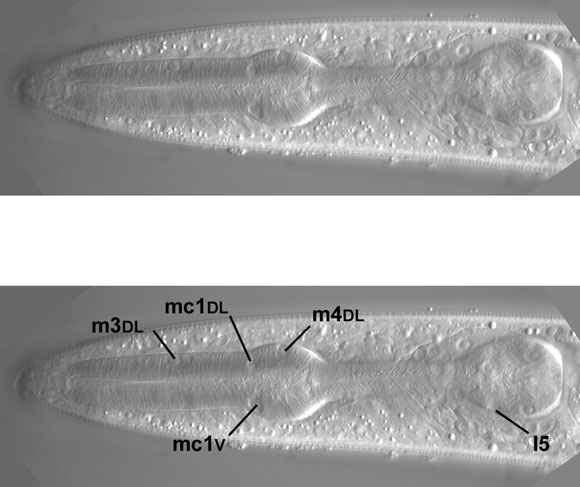 A few pharyngeal nuclei closer to the central focal plane figure 54