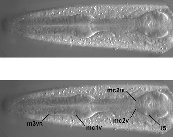 An imperfect view of the central focal plane of the pharynx figure 55