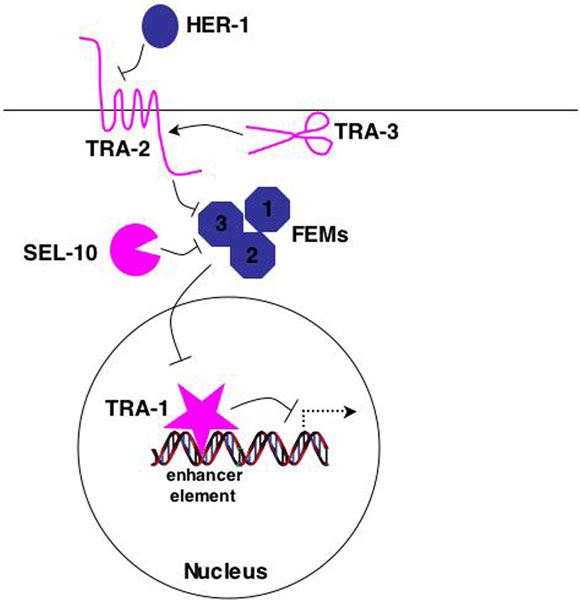  Types of alternative splicing figure 3