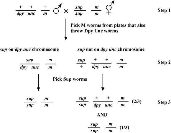  Suppressor mutations figure 10-1