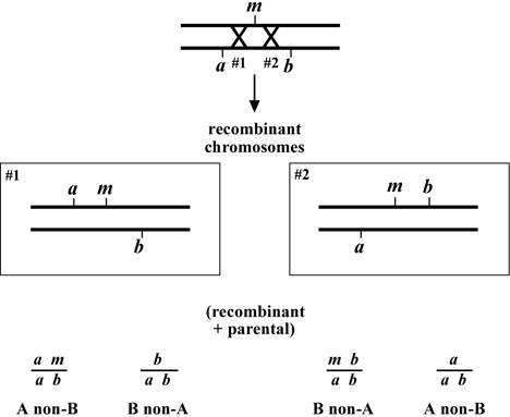 three-point mapping with genetic markers Figure 3-2