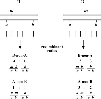 three-point mapping with genetic markers Figure 3-3