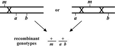 three-point mapping with genetic markers Figure 3-5