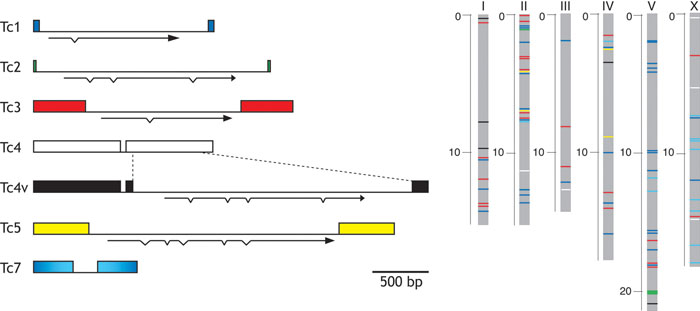  Transposable elements figure 1