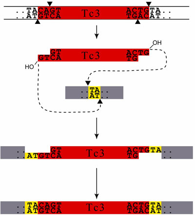  Transposon excision figure 2