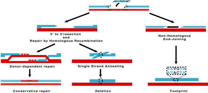  DNA bouble strand break repair figure 3