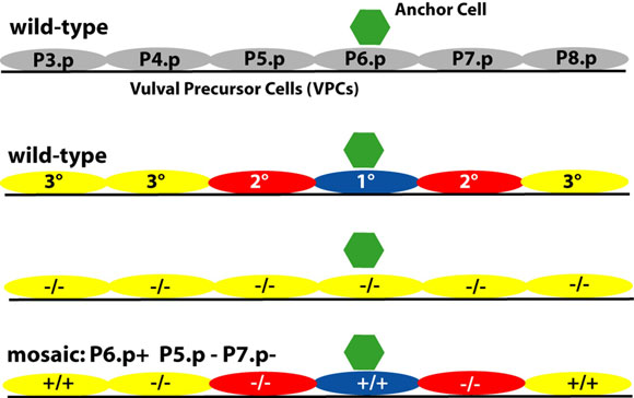 Sequential signaling inferred from mosaic analysis of let-23
                    