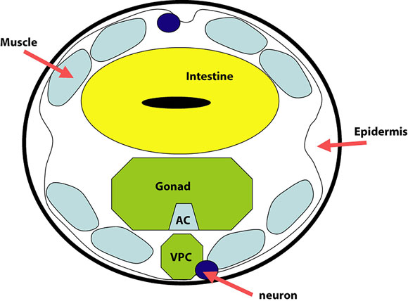 Schematic transverse section through the developing vulva