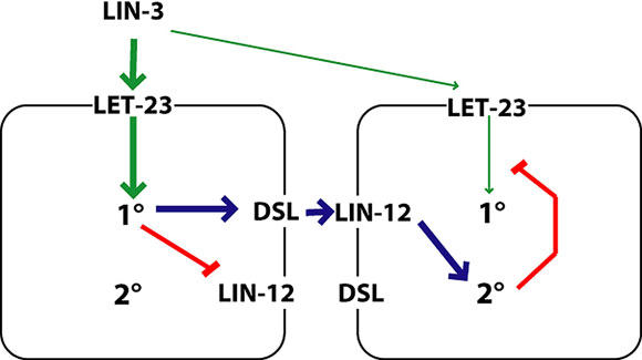 Simple model of antagonism between 1° and 2° VPCs