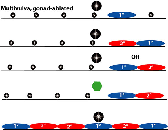 Lateral signaling