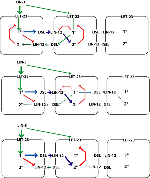 Model of VPC pattern formation