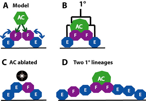 Patterning of the 1° lineage