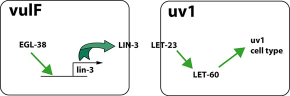 uvl specification