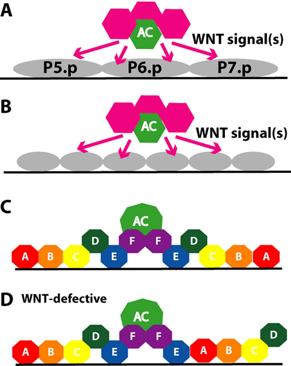 Polarity of P7.p2° lineage