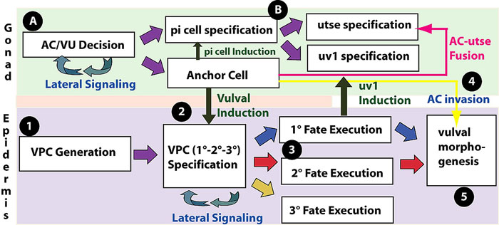 Vulval development is a multi-step process