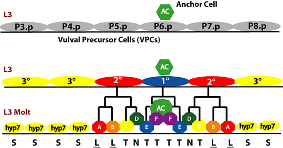 Simple view of vulval lineages