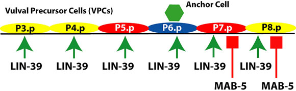 Hox genes and VPC competence group