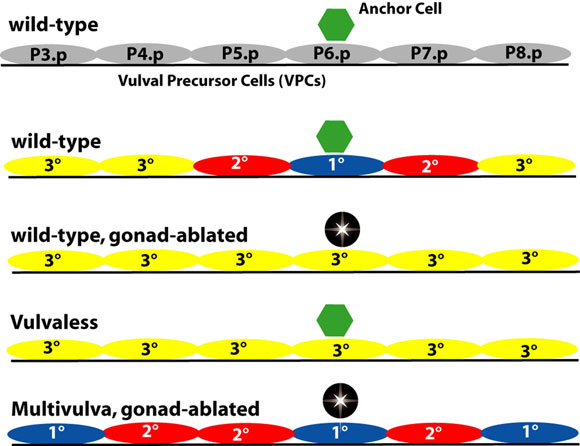 Pattern of VPC fates and main defects in induction