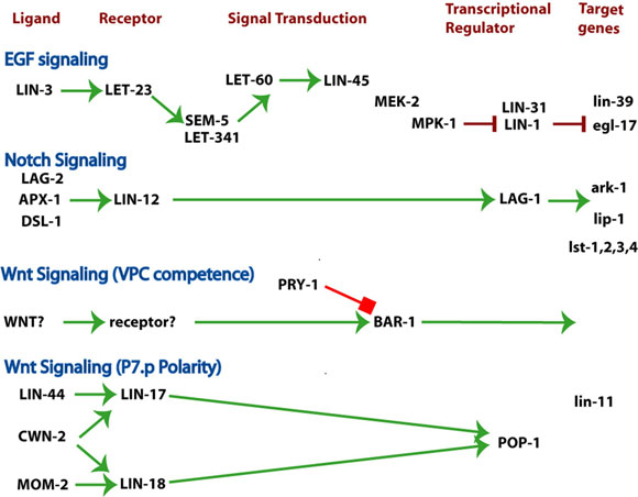 Three major signaling pathways patterning the vulva and uterus