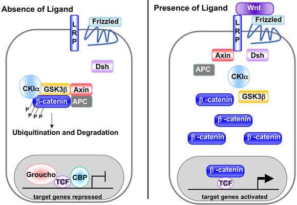 WormBook Wnt Signaling figure 1