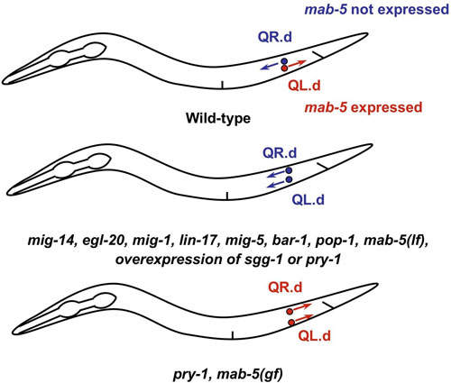 WormBook Wnt Signaling figure 2