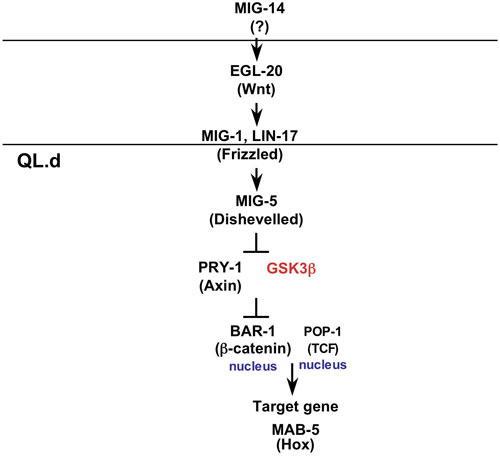 WormBook Wnt Signaling figure 3