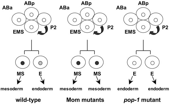 WormBook Wnt Signaling figure 4