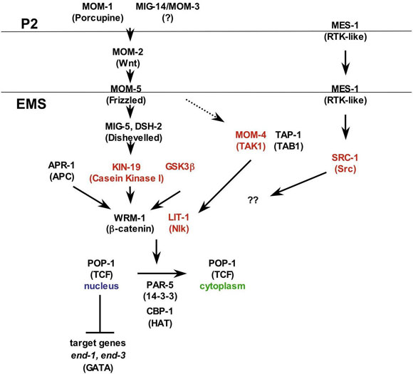 WormBook Wnt Signaling figure 5